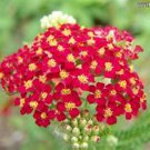 250 Seeds Yarrow- Red