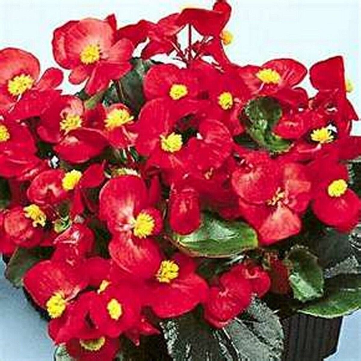 50 Seeds Begonia- Wax Red