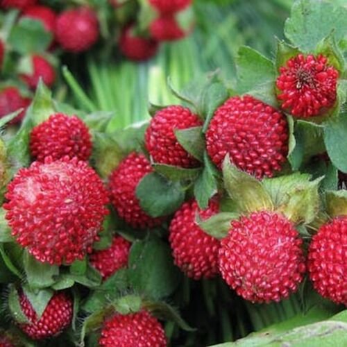 100 seeds Indian Strawberry