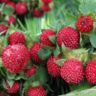 100 seeds Indian Strawberry