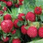 100 seeds Indian Strawberry