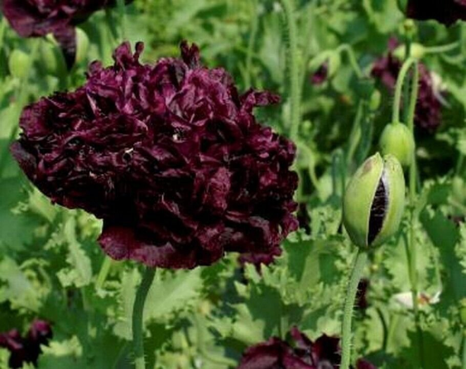 Poppy- Double Black - 500 Seeds