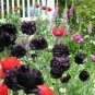 Poppy- Double Black - 500 Seeds