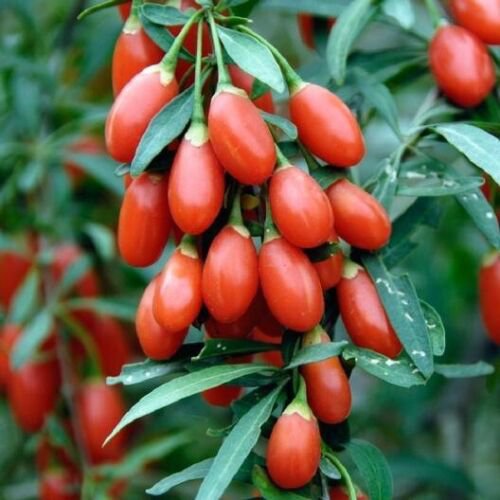 50 Seeds Goji Berry-(Wolfberry)