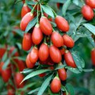 50 Seeds Goji Berry-(Wolfberry)