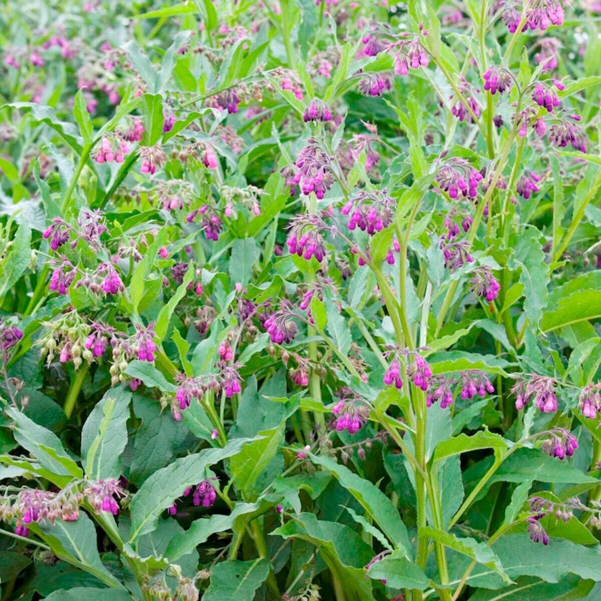 10 Seeds Comfrey