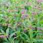 10 Seeds Comfrey