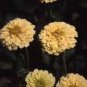 100 Seeds Zinnia- Isabellina