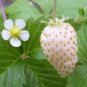100 seeds Wild Strawberry- Vesca -white