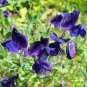 15 seeds Sweet Peas- Royal Navy