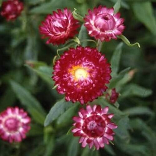 200 Seeds Strawflower- Helichrysum- Purple/Red