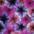 100 Seeds Petunia-Veigned mix