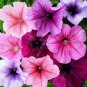 100 Seeds Petunia-Veigned mix