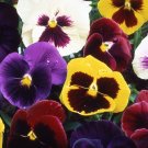 50 Seeds Pansy-St ravel mix