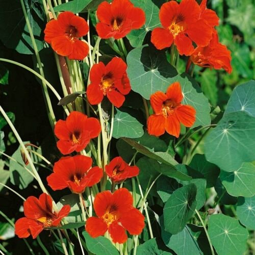 15 Seeds Nasturtium- Spitfire