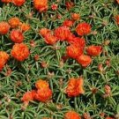 200 Seeds Moss Rose- Portulaca- Orange