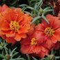 200 Seeds Moss Rose- Portulaca- Orange