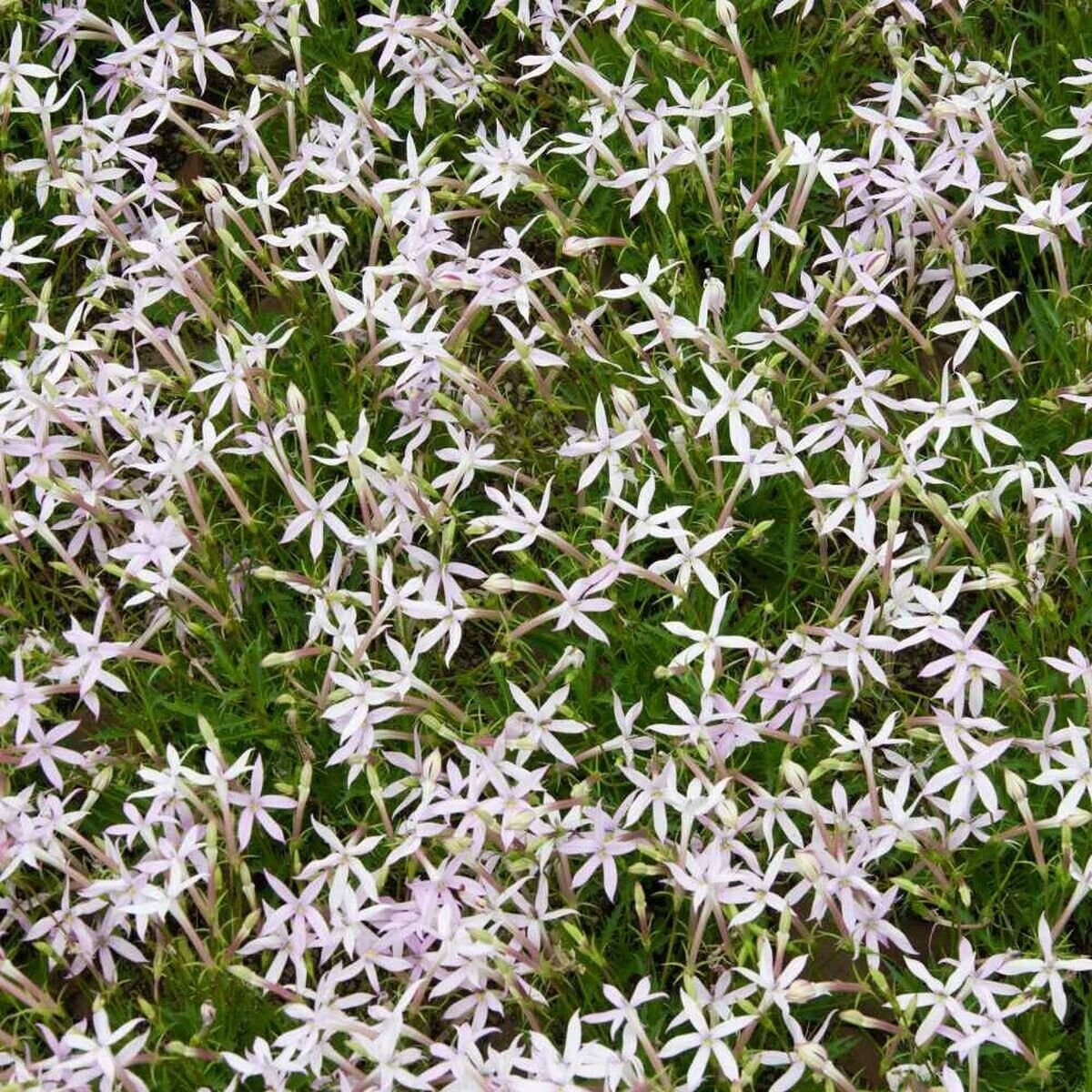 10 Seeds Laurentia- White Star