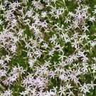 10 Seeds Laurentia- White Star