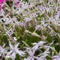 10 Seeds Laurentia- White Star