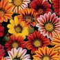 50 Seeds Gazania- Sunshine Mix