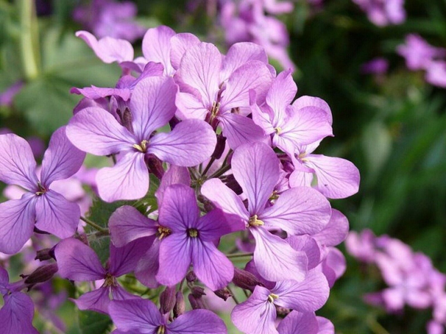 250 Seeds Evening Scented Stock