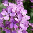 250 Seeds Evening Scented Stock