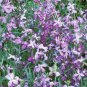250 Seeds Evening Scented Stock