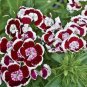 200 Seeds Dianthus- Holborn