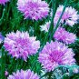 100 Seeds Cornflower- Mauve