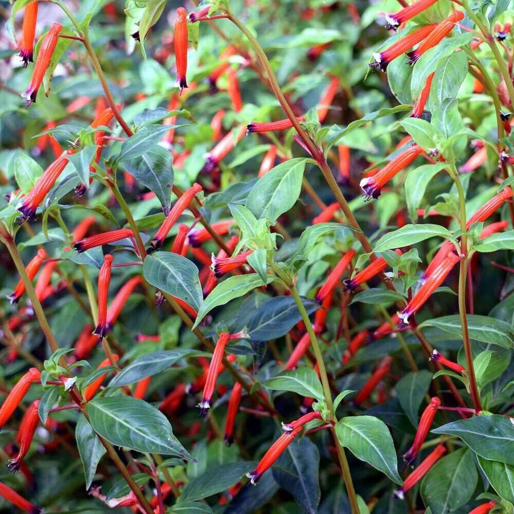 15 Seeds Cigar Plant- Cuphea Ignea- Scarlet