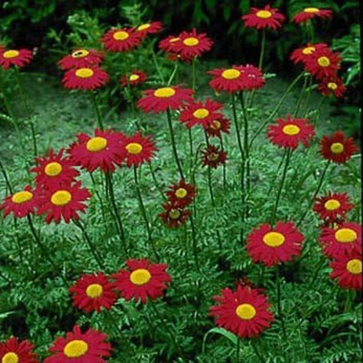 200 Seeds Chrysanthemum- Robinson Red