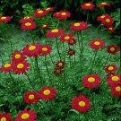 200 Seeds Chrysanthemum- Robinson Red