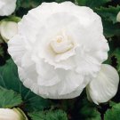 25 Seeds Begonia-White