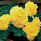 25 Seeds Begonia-Yellow