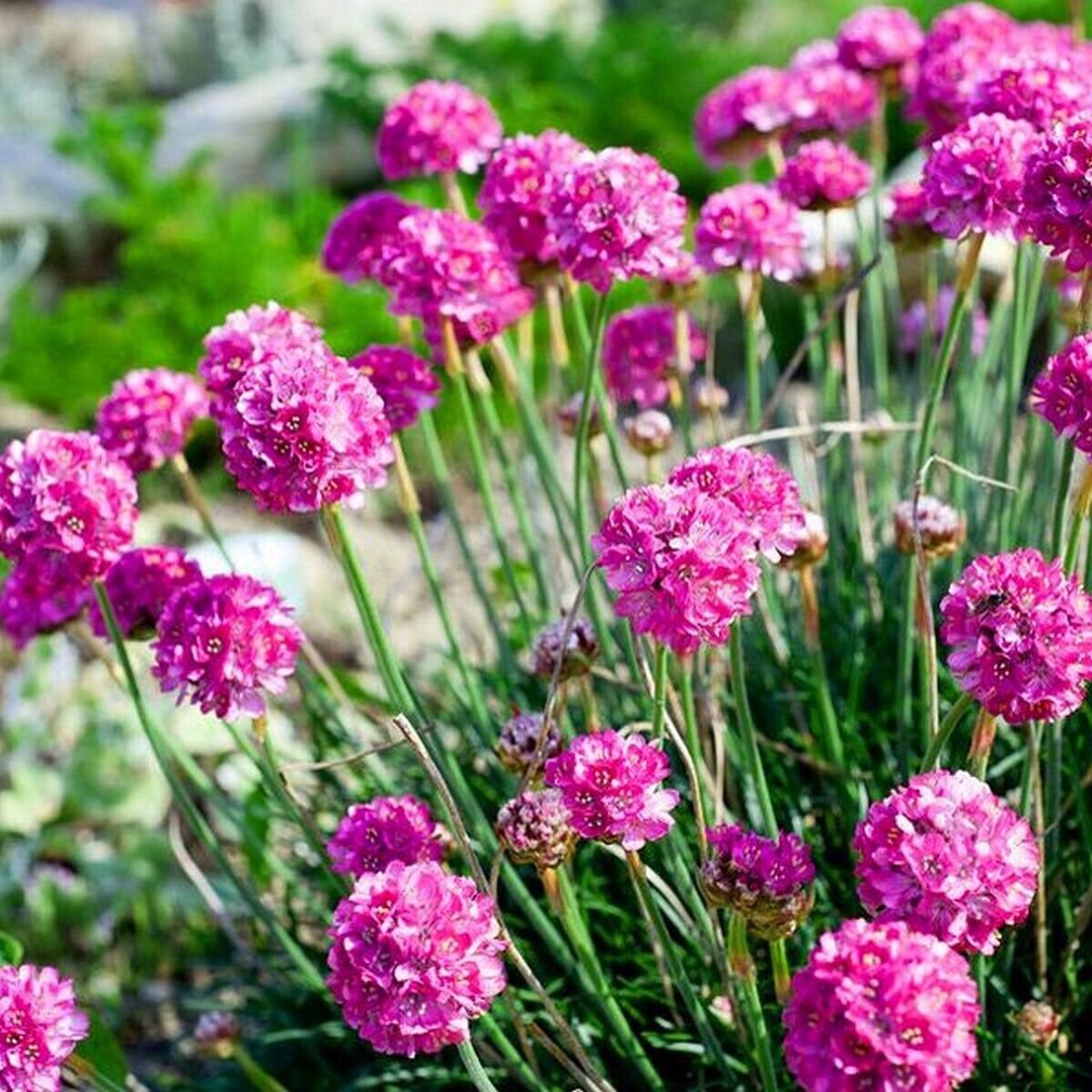 50 Seeds Armeria- Maritima