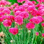 50 Seeds Armeria- Maritima