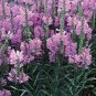 50 Seeds Obedient Plant- Pink