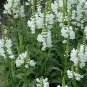 50 Seeds Obedient Plant- White