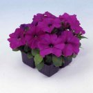 25 Seeds Petunia- Multiflora-Violet