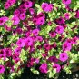 25 Seeds Petunia- Multiflora-Violet