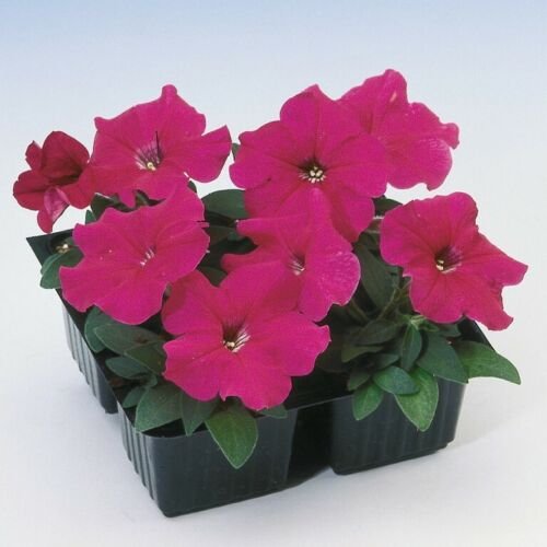 25 Seeds Petunia- Multiflora-Rose