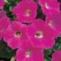 25 Seeds Petunia- Multiflora-Rose