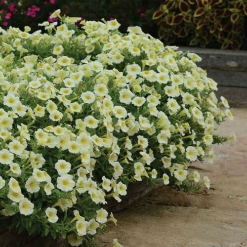 25 Seeds Petunia- Grandiflora-Yellow