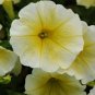 25 Seeds Petunia- Grandiflora-Yellow
