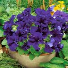 25 Seeds Petunia- Grandiflora- Blue