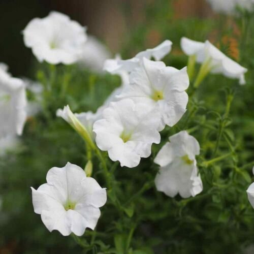 25 Seeds Petunia- Grandiflora- White