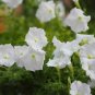 25 Seeds Petunia- Grandiflora- White