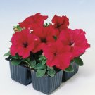 25 Seeds Petunia- Grandiflora- Red