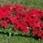 25 Seeds Petunia- Grandiflora- Red